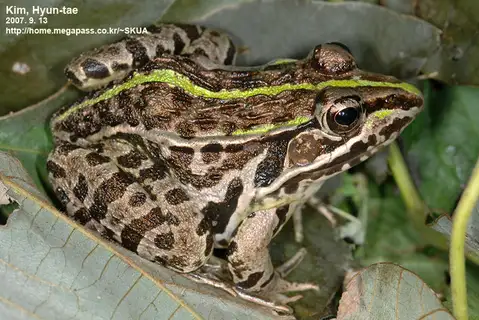 Black-spotted Frog