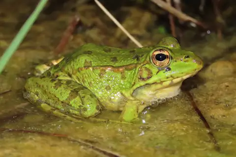Iberian Green Frog