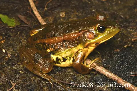 Eastern Golden Frog