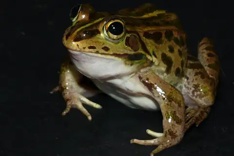 Daruma Pond Frog