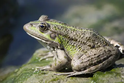 Marsh Frog