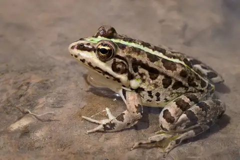 Sahara Frog