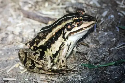 Albanian Water Frog