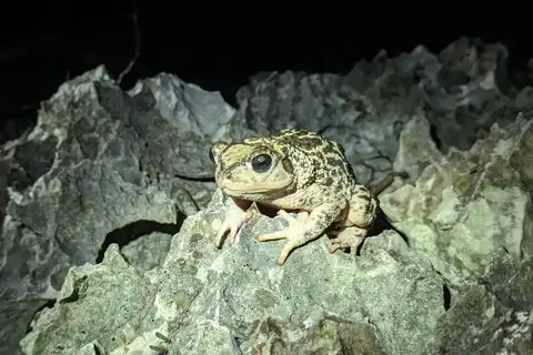 Zapata toad
