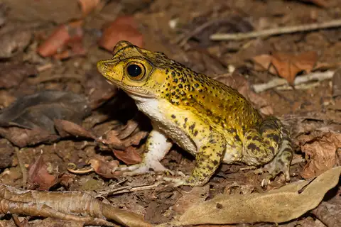 Puerto Rican Crested Toad