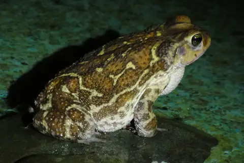 Eastern Giant Toad