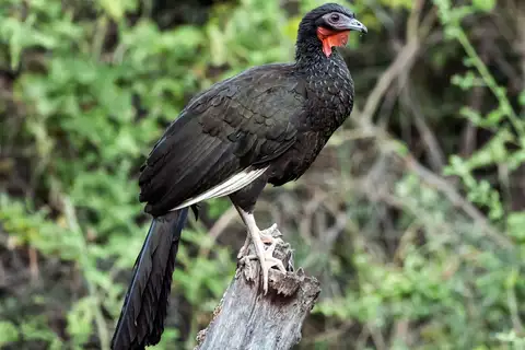 White-winged Guan