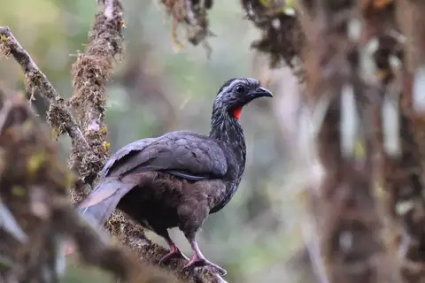 Bearded Guan
