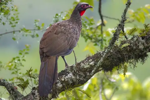 Red-faced Guan