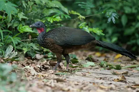 Spix's Guan