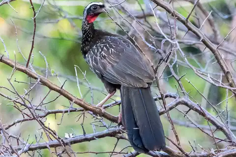 White-browed Guan