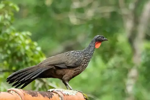 Dusky-legged Guan