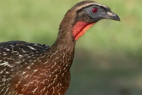 Chestnut-bellied Guan
