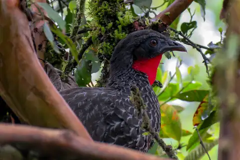 Cauca Guan