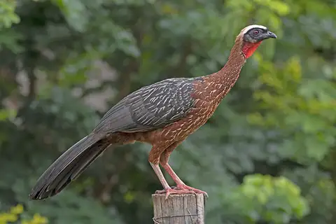 White-crested Guan