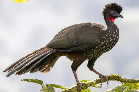 Crested Guan