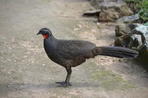 Rusty-margined Guan