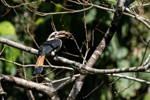 Mindanao Hornbill