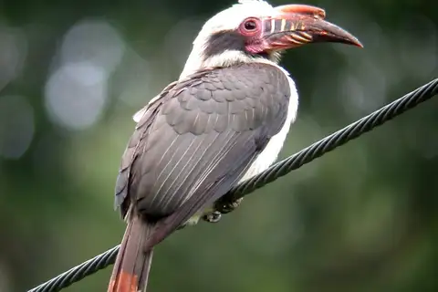 Luzon Hornbill