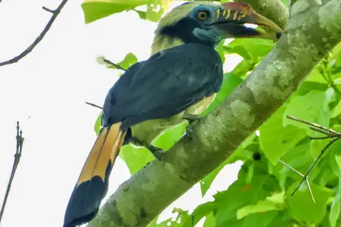 Mindoro Hornbill