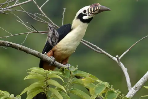Visayan Hornbill