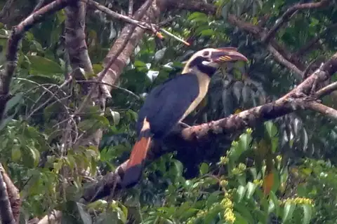 Samar Hornbill
