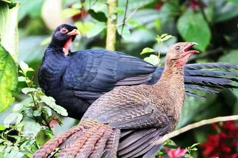Highland Guan