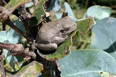 Peron's Tree Frog