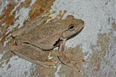 Western Laughing Tree Frog