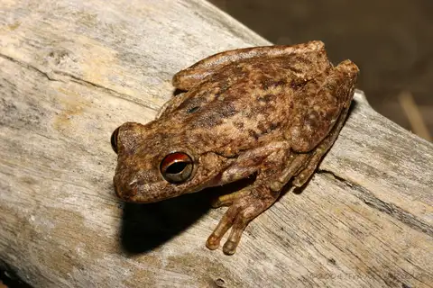 Northern Laughing Tree Frog