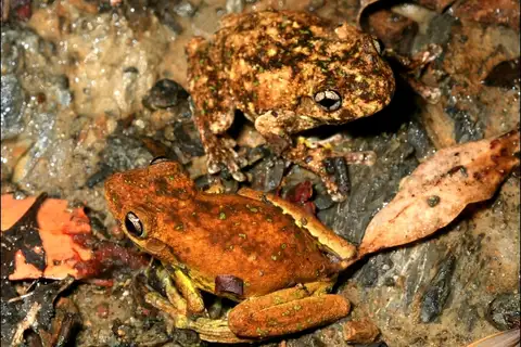 Tyler's Laughing Tree Frog