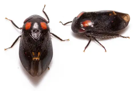 Penthimia nigra