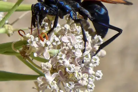Milde's Tarantula-hawk Wasp
