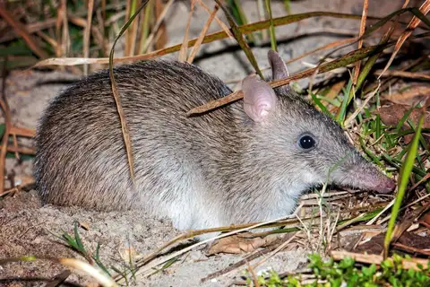 Long-nosed Bandicoot