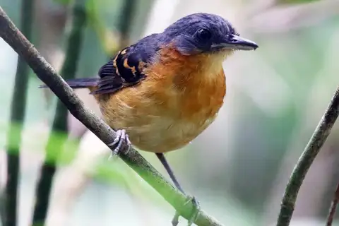 Allpahuayo Antbird