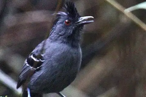 Black-headed Antbird