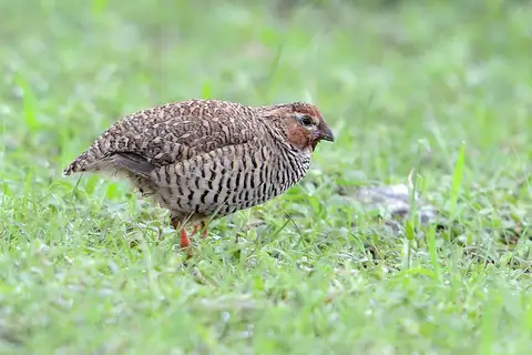 Rock Bush Quail