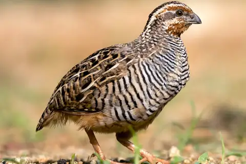 Jungle Bush Quail