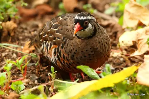 Painted Bush Quail