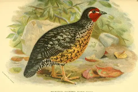 Manipur Bush Quail