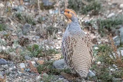 Daurian Partridge