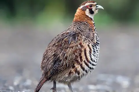 Tibetan Partridge