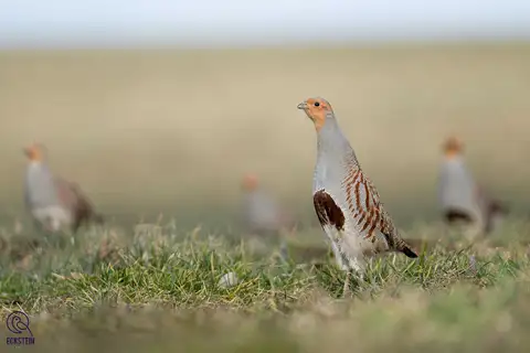 Grey Partridge