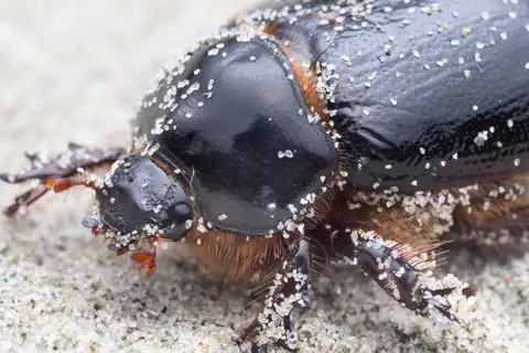 Large Sand Scarab