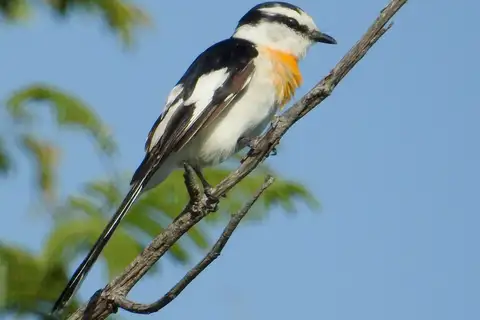 Jerdon's Minivet