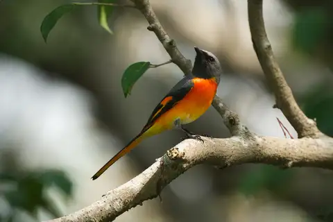 Small Minivet