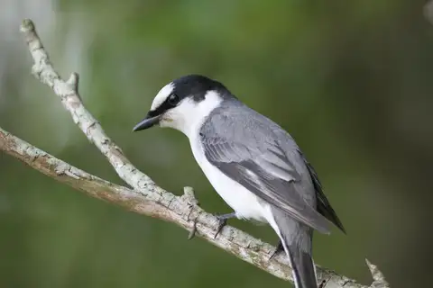Ashy Minivet