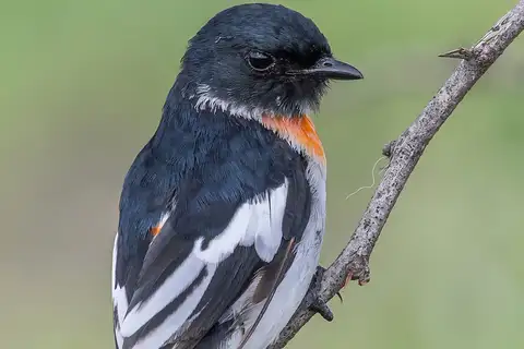 White-bellied Minivet