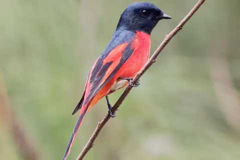 Long-tailed Minivet