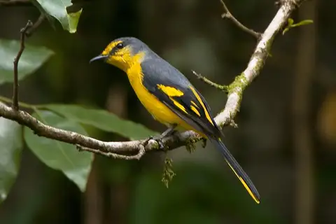 Orange Minivet